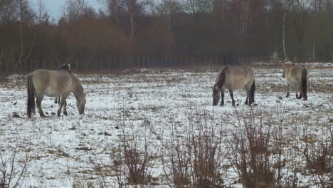 Four-wild-horses-looking-for-some-eatable-grass-in-snow-covered-field-in-cloudy-winter-day,-wide-shot