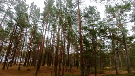 Caminando-Por-Un-Bosque-De-Pinos-Del-Norte-Del-Báltico-En-Letonia,-Perdiéndose-Para-Disfrutar-De-La-Naturaleza-Solo