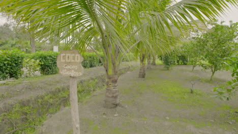 árboles-De-Coco-De-Jardín-Tropical