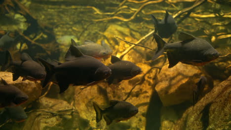Piranhas-Schwimmen-In-Einer-Gruppe-Im-Trüben-Wasser