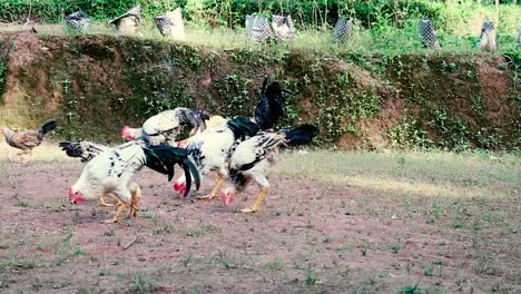 A-flock-of-chickens-and-colorful-roosters-eagerly-peck-at-the-ground-as-the-free-range
