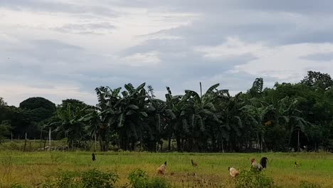 Domesticated-chickens-feeding-in-a-grass-field-in-front-of-a-forest-in-Philippines
