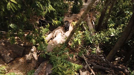the-endangered-malayan-sun-bears-roam-the-rainforest-floor-in-their-natural-habitat-of-Borneo