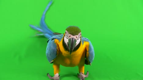Ganzkörper-Nahaufnahme-Eines-Blau-gelben-Ara-Papageis,-Der-Auf-Einem-Grünen-Hintergrund-Steht-Und-In-Die-Kamera-Blickt