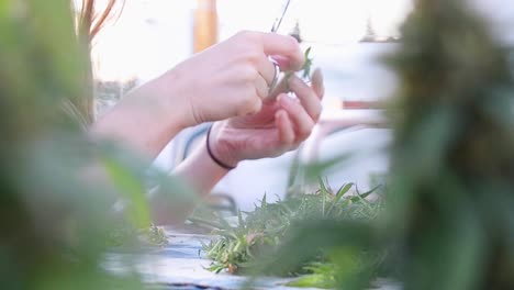 Focus-pull-from-a-girl's-hands-trimming-a-bud,-to-the-still-standing-cannabis-plants