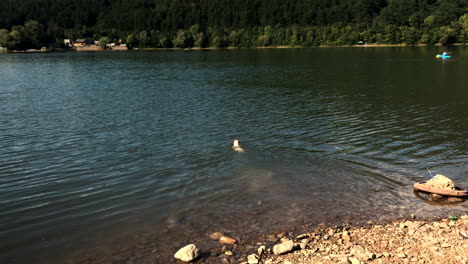 Ein-Hund-Läuft-Im-Pancharevo-See,-Bulgarien,-Und-Schwimmt-Einige-Meter
