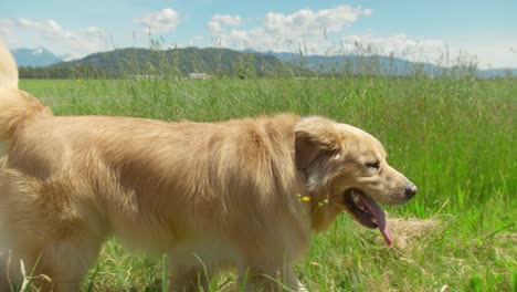 Golden-retriever-dog-walking-on-a-field-of-grass,-sun-glaring-on-its-fur