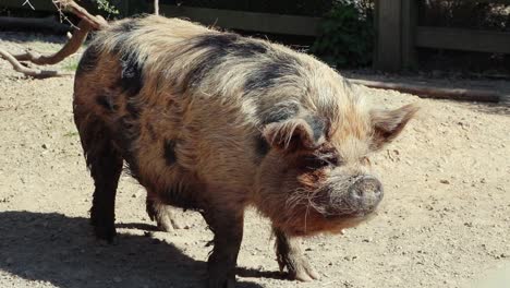 "Kunekune"-New-Zealand-Pig-Breed