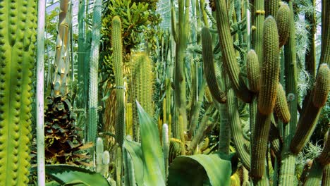 Cacti-Cactus-in-Greenhouse---Slow-Camera-Movement