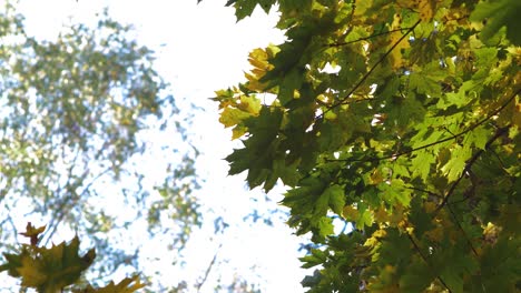 Maple-leaves-moving-in-slow-wind-in-sunny-day,-close-up
