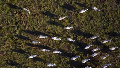 Aerial-view-of-cattle-breeding,-nelore,-drone,-bird's-eye