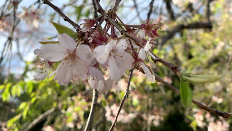 The-wind-moves-the-pink-cherry-blossoms-on-its-branches-at-Koishikawa-Botanical-Garden,-Japan-Camera-fixed-Angle-neutral-Close-up-shoot