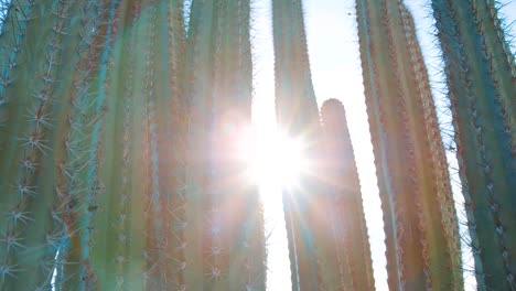 Sun-shining-through-tall-cacti-in-Curacao,-Caribbean