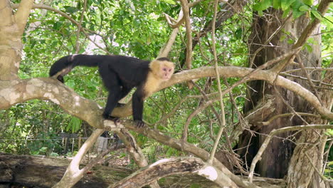 White-headed-Capuchin-monkey-in-a-jungle-tree-in-Costa-Rica,-SLOW-MOTION