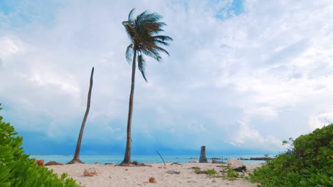 A-Stunning-Scenery-Of-A-Palm-Tree-Blowing-In-Wind-With-Stormy-In-the-background---Wide-Shot