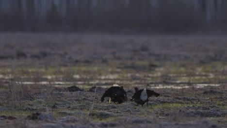 Black-grouse-breeding-lek-fight-in-early-morning