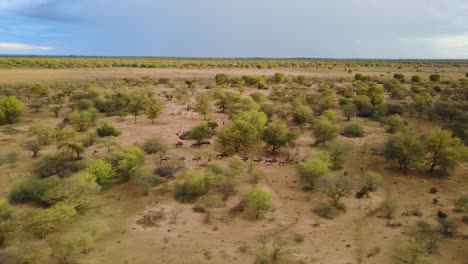 Flying-alongside-wildebeest-running-through-trees-in-Botswana,-AERIAL-TRACKING-PAN