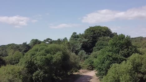Imágenes-De-Drones-Que-Ascienden-Sobre-La-Línea-De-árboles-De-Un-Hermoso-Paisaje-Rural