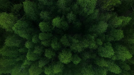 Aerial-view-of-the-treetops-in-the-forest
