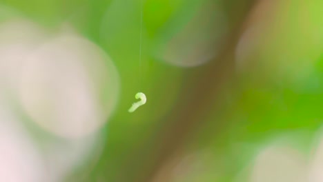 Green-caterpillar-worm-hanging-on-silk-thread-with-bokeh-in-background