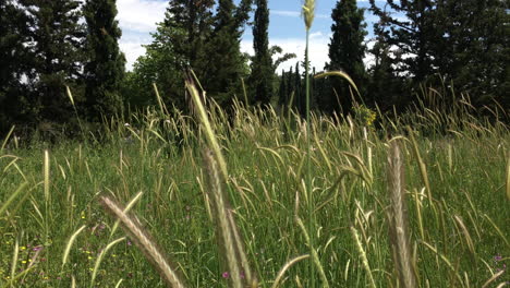 PAN-footage-of-a-meadow-located-in-Kifissia,Greece