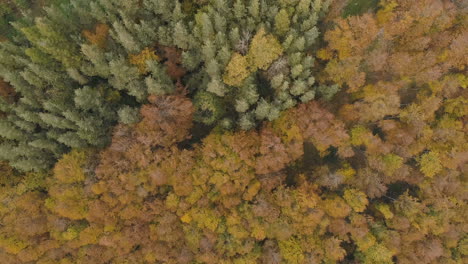 Luftaufnahme:-über-Einem-Wald-Fliegen