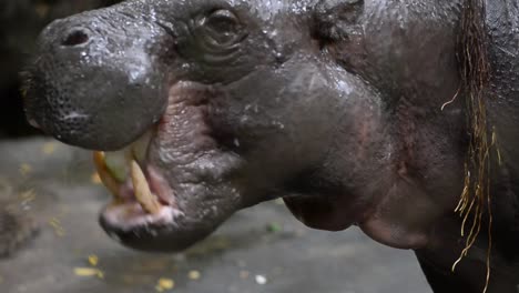 Close-up-hippopotamus-chewing-food