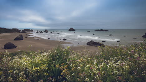 4k-cinemagraph-motion-time-lapse-of-beautiful-beach-and-sea-stacks-and-Face-Rock-in-Bandon,-Oregon,-wildflowers-moving-in-the-breeze