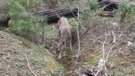 Black-tail-doe-deer-eating-in-the-forest