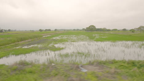 Reisfelder-Südamerikas-Aus-Der-Sicht-Des-Zuges