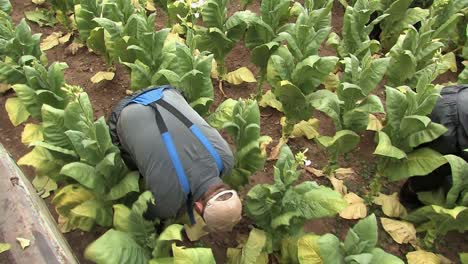 Worker-harvesting-tabacco-plants-in-Germany