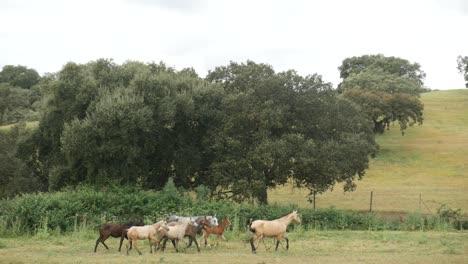 footage-of-an-herd-of-horses-running-in-the-field