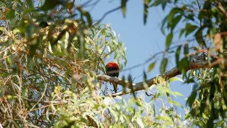 Red-Rumped-parrot-perched-high-in-a-gum-tree