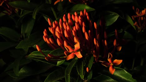 Ixora-Orange-Blütenbüschel-Blühen