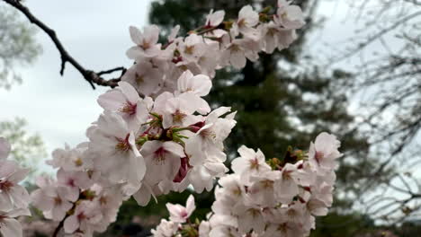 Pink-Cherry-Blossoms-flower,-Cherry-blossom-at-Shinjuku-Gyoen-National-Garden