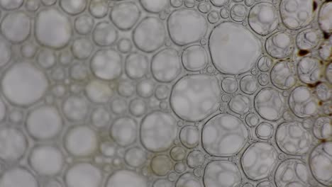 black-liquid-moving-through-bubbles-like-an-alien-organism
