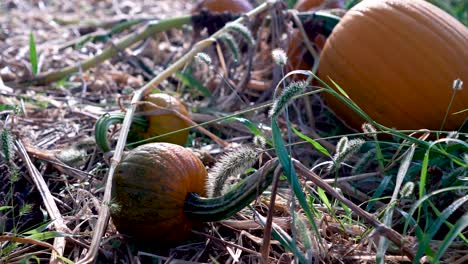 Closeup-dolly-motion-to-the-right-of-a-medium-sized,-sweating-pumpkin-withering-on-a-vine-at-sunrise
