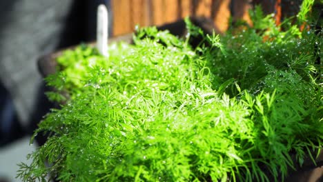 Watering-of-a-dill-herb
