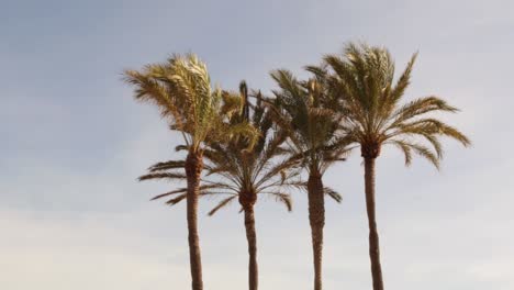 Four-palm-trees-blowing-in-the-wind-during-golden-hour-in-a-tropical-holiday-vacation-destination-with-blue-skies-and-soft-clouds
