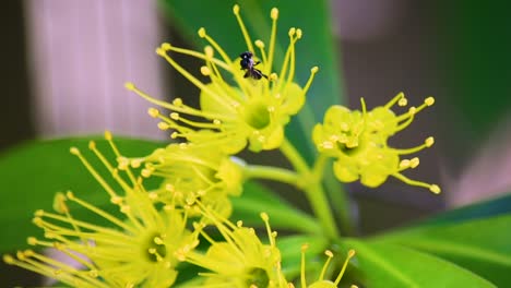 Australian-black-bee-climbs-over-yellow-flower,-collecting-pollen