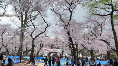 Menschen-Genießen-Einen-Picknicktag-Mit-Kirschblüten-Im-Inokashira-Park