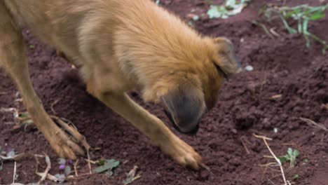 A-German-Sheppard-pup-happily-helps-dig-into-the-soil-while-a-lady-digs-with-a-hoe-next-to-him