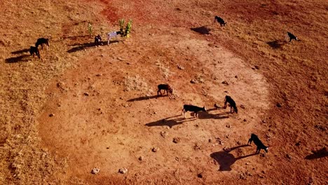 Aerial-parallax-shot-circling-above-a-herd-of-cattle-grazing-in-a-dry-field-in-the-hot-sun-of-Bahia