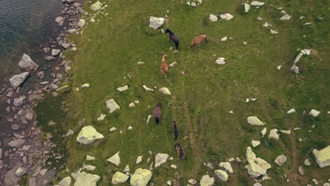 Wide-aerial-drone-looking-down-onto-horses-slowly-climbing-altitude-next-to-a-lake