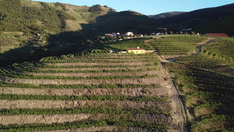 Luftaufnahme-Eines-Weinbergs-Voller-Terrassen-Und-Weinreben-Auf-Einem-Hügel-Im-Douro-Tal