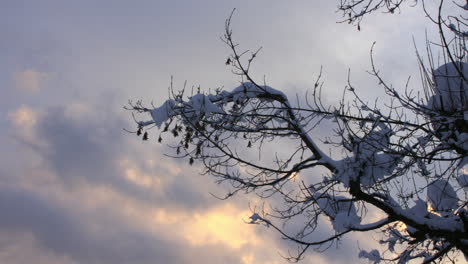 Time-lapse-of-clouds-moving-behind-a-snow-covered-tree-branch-with-snow-on,-in-evening-light-in-the-French-Alps