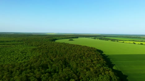 The-Border-Between-Lush-Forest-Green-Fields-With-Beautiful-Blue-Sky-Aerial-Footage