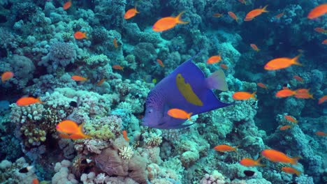 Yellowbar-angelfish-swimming-along-a-School-of-Sea-goldies-among-the-coral-reef