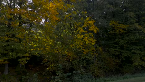 Drohnenaufnahme-Nähert-Sich-Einer-Gruppe-Wunderschöner-Gelber-Und-Grüner-Herbstbäume-Und-Erhebt-Sich-Zu-Einer-Luftaufnahme