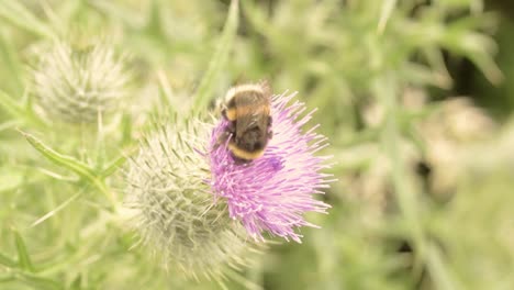 Bumble-bee-on-thistle-flower